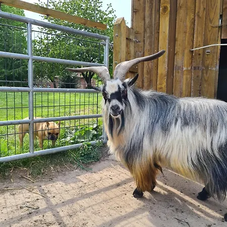 Gutshof Kaemmerich - Storchennest 아파트